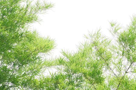 bamboo leaves and bamboo on a white backgroundの写真素材