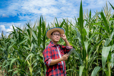 Asian Farmer stand in the corn field with holding tablet and farmer wearing red checkered shirt taking,Organic farming and healthy food production,Smart Farmerの写真素材