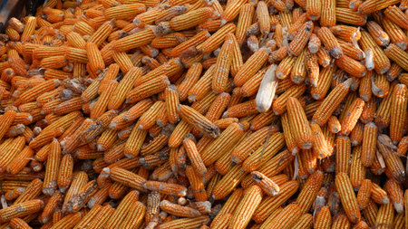 true picture,A lot of corn on the groundの写真素材