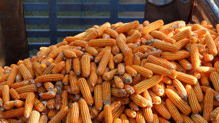 true picture,Large quantities of corn ready to be shipped into silos,corn on the cob,dried corn earsの写真素材