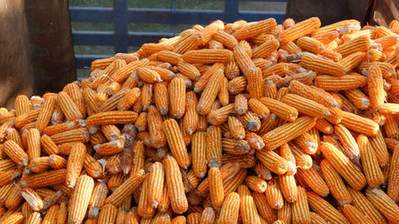 true picture,Large quantities of corn ready to be shipped into silos,corn on the cob,dried corn earsの写真素材