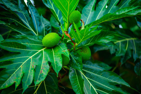 Bread fruit Breadfruit Bloom on Lush Foliage ,の写真素材