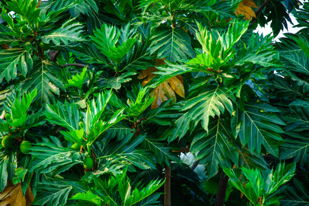 Bread fruit Breadfruit Bloom on Lush Foliage ,の写真素材