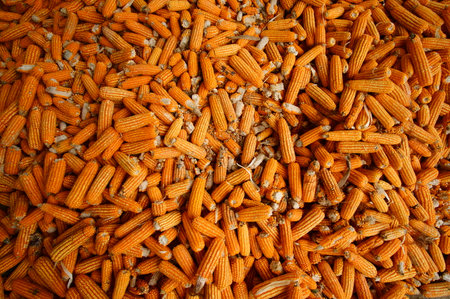 Close-up view of dried corn cobs stacked together, showing natural texture and vibrant orange color....