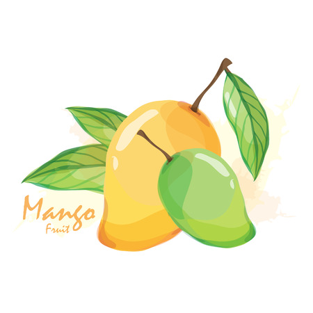 mango fruitのイラスト素材