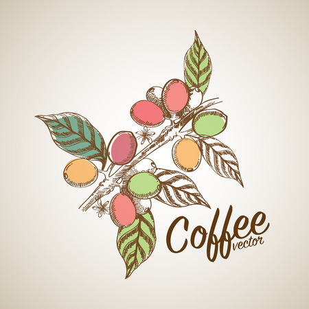 coffee beansのイラスト素材
