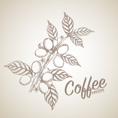coffee beansのイラスト素材
