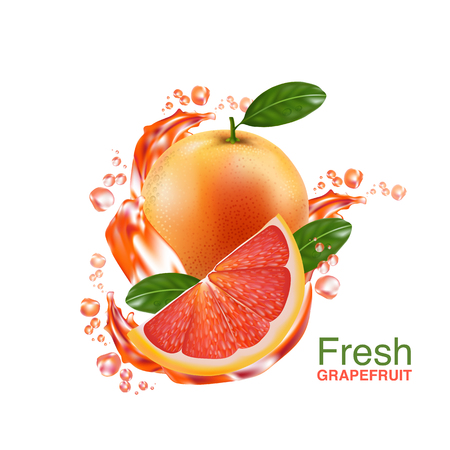 fresh grapefruit vectorのイラスト素材