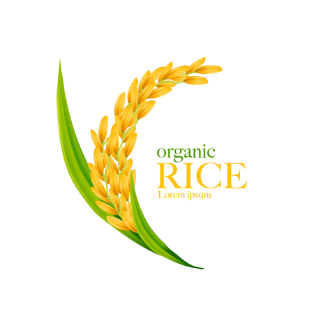 Rice realisticのイラスト素材