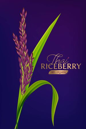 organic paddy rice, ear of paddy, ears of Thai riceberry rice isolated vector illustrationのイラスト素材