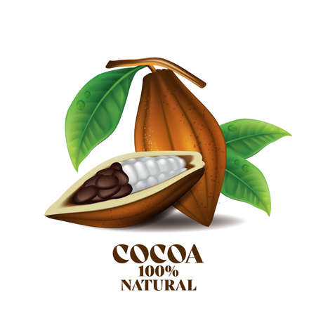 realistic cacao beans with green leaves vector illustrationのイラスト素材
