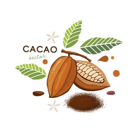 realistic cacao beans with green leaves vector illustrationのイラスト素材
