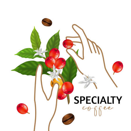Vector illustration of Specialty coffee,  Branches of coffee tree with leaves and berryのイラスト素材