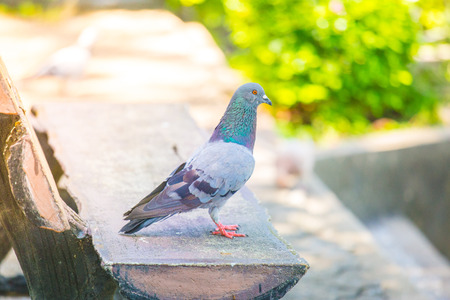 The bird is rel on a chair,Bird is relaxation in garden,Cute of doveの写真素材