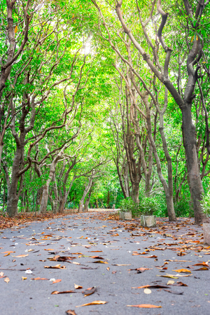 Green way and tree background from central park,Colorful of nature in the morningの写真素材