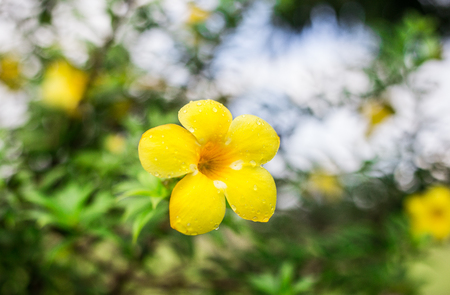 yellow of flowers in the morning,with bokeh from green leaf backgroundの写真素材