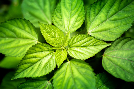 Green leaves background texture,Beautiful close up of leafの写真素材