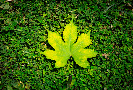 Colorful of leaf on grass background texture,Fresh of yellow leaf