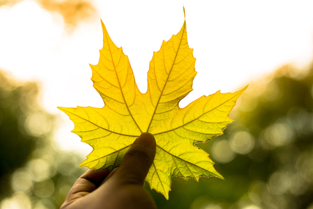 A hand holding a green leaf and bokeh from green background,with sunshine in the morning,Yellow of...