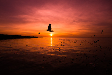 wonderful of silhouette to flying birds at sunset,Landscape of sea at sunriseの写真素材