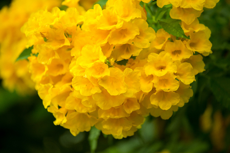 Yellow flower background while a bloomingの写真素材