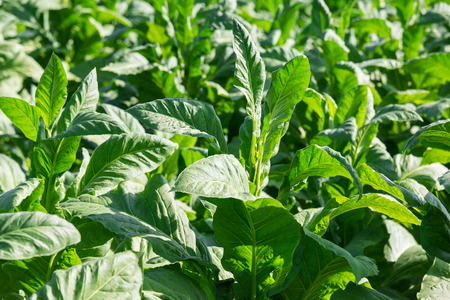 Business of tobacco leaf in tobacco plantation,Tobacco leaves in farmの写真素材