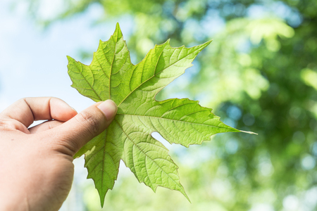 Pattern of green leaf holding on hand with bokeh and natural background textureの写真素材