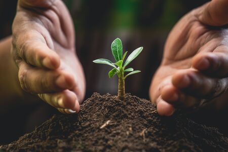 A hands protecting plant growing on soil.protect nature and environment conceptの写真素材