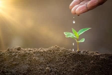 Growing plant and water the young plant. Sustainable environment concept. Helping and protecting world from global warming.の写真素材