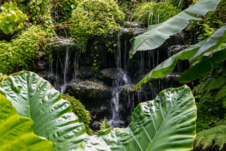 background lush tropical garden with ferns and waterfall