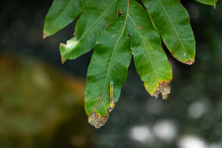 butterfly in nature habitat. Nice insect. Butterfly in the green forestの写真素材