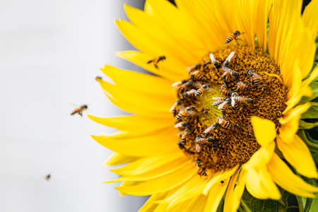 sunflower (Helianthus annuus) with stingless bees on it collecting pollenの写真素材