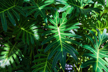 greenery leaves and natural lines on the leaves of the bushの写真素材