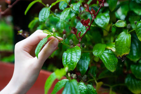 A hand held a mulberry fruit by a mulberry treeの写真素材