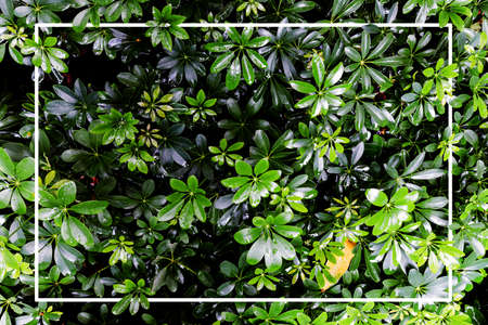 Frame tropical leaf texture green leaves Background, foliage nature