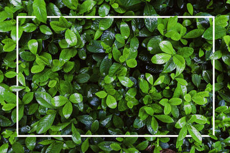 Frame tropical leaf texture green leaves Background, foliage natureの写真素材