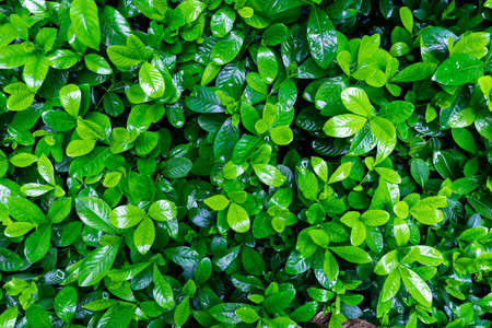 tropical leaf texture green leaves Background, foliage nature
