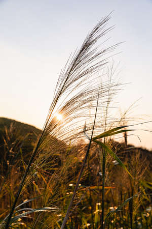 Grass flower in autumn. landscape of scenic mountain view during sunset twilight sky at Nern Chang Suk (Elephant Hills) E-Tong village, Pilok, Thong Pha Phum National Park, Kanchanaburi, Thailandの写真素材