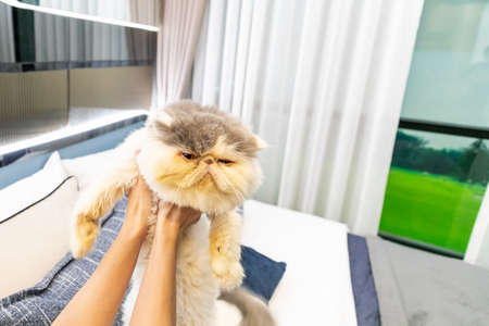 Cute cat with funny adorable emotions resting on comfortable bed. Space for textの写真素材