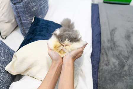 Cute cat with funny adorable emotions resting on comfortable bed. Space for textの写真素材