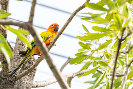 Rosy-faced lovebird perches on branch