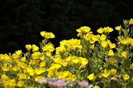Yellow flax flowers in bright sunlight.の写真素材