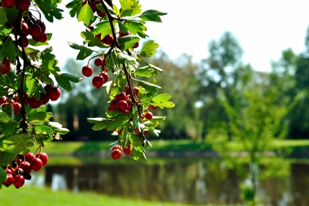 Hawthorn tree in the background is a pond.の写真素材