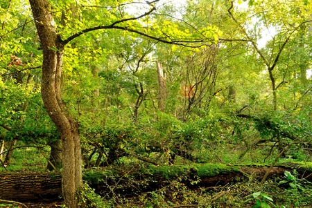 Forest in October.の写真素材