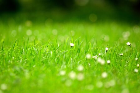 Spring grass with small flowers.の写真素材
