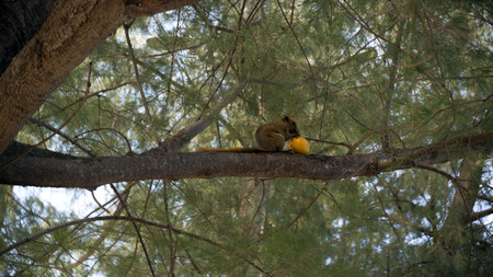 Animalの写真素材