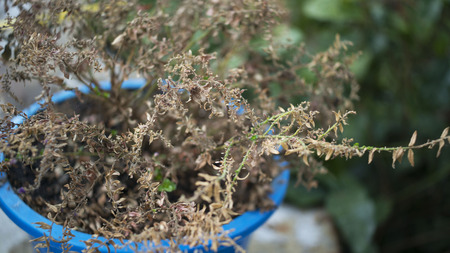 Dry Treeの写真素材