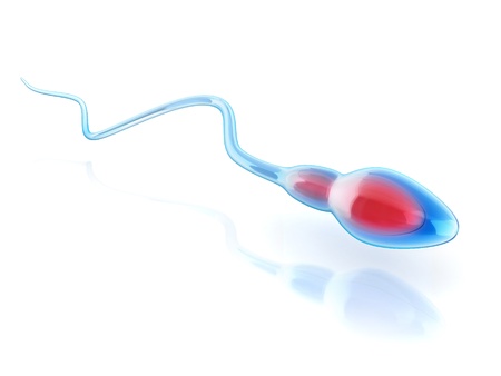 sperm cell isolated