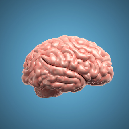Human brain 3d illustration