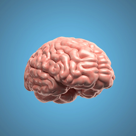 Human brain 3d isolated illustrationの写真素材